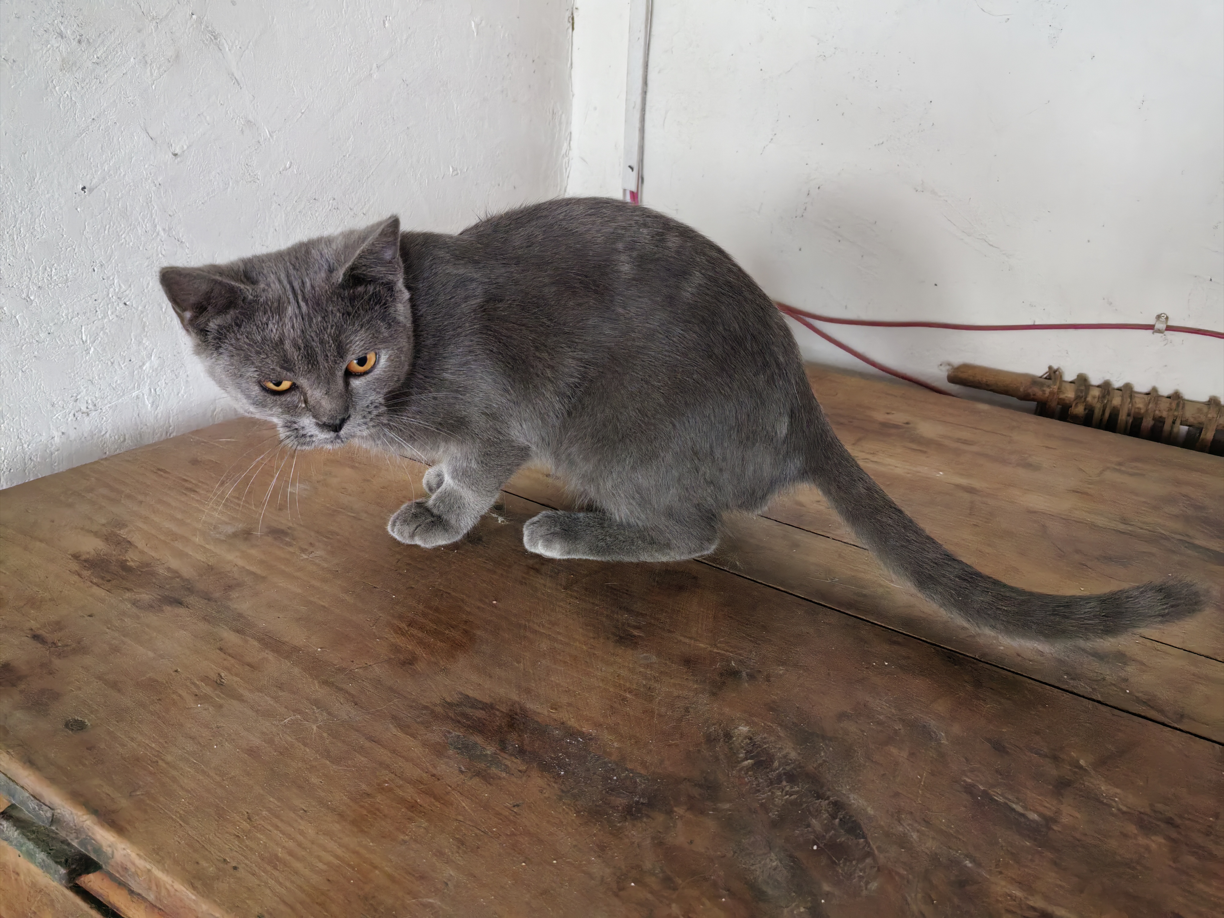 蓝猫